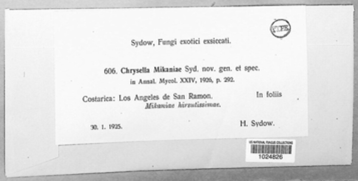 Chrysella image